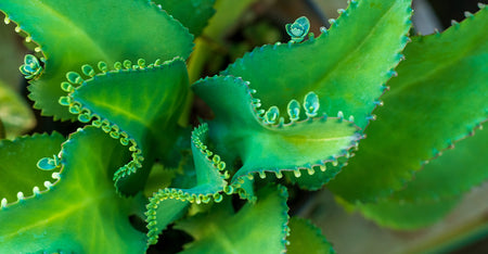 Madagascan Leaf of Life